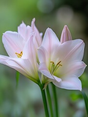Fototapeta premium Delicate Pastel Lilium Flowers Blooming in Lush Green Garden Setting : Generative AI