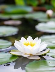 Beautiful White Lotus Flower Floating on Calm Water with Green Leaves in Background : Generative AI