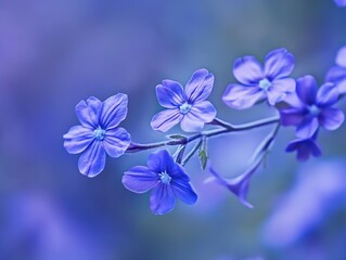 CloseUp of Stunning Blue Forget Me Not Flowers in Full Bloom Against a Blurred Background : Generative AI