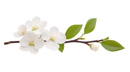 Obraz premium A delicate branch featuring white flowers and green leaves, showcasing natural beauty and elegance.