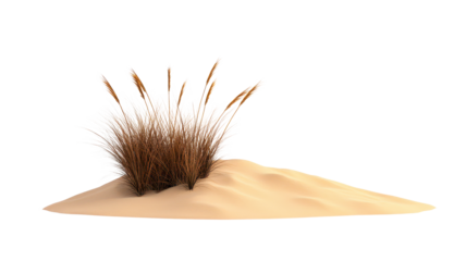 A tuft of grass-like vegetation emerging from a sandy mound, characterized by fine, slender strands and a bushy appearance.
