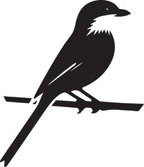 Southern grey shrike bird silhouettes Vector