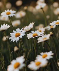 Fototapeta premium Beautiful field of white daisies symbolizing nature and serenity in spring : Generative AI