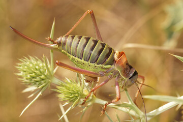 Closeup on a large Western Saddle Bush-Cricket, Ephippiger diurnus