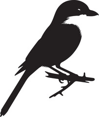 Fototapeta premium Southern grey shrike bird silhouettes Vector