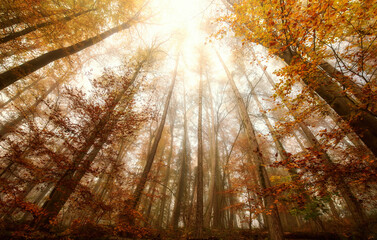   Low angle view of treetops in autumn