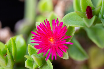 Macro shot of a vibrant red flower with yellow pollen at the center. The close-up view highlights...