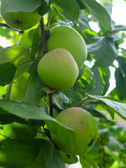 apples ripen on branches in the garden