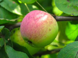 apples ripen on branches in the garden