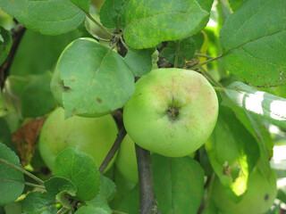 apples ripen on branches in the garden