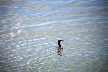 Jeune cormoran sortant de l'eau .