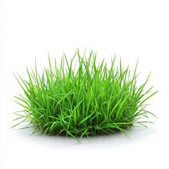 Green grass on white.