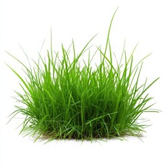 Isolated green grass.
