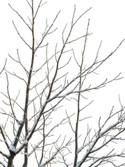 Fototapeta premium Stark, winter branches against a bright white backdrop, scenery, stark, flora