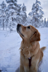 Beautiful young golden retriever female dog on a snowy hike, sitting in the snow surrounded by snow-covered pine trees, attentively watching her owner in a serene winter setting