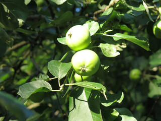 apples ripen on branches in the garden