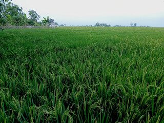 Green expanse of rice fields and paddy fields