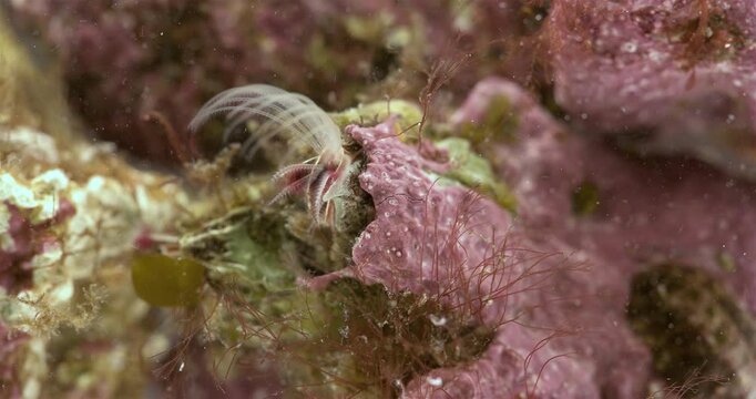Crustacea Balanus sp. species of acorn barnacle, family Balanidae. It has a conical shell attached to a hard surface. Corollas of tentacles catch food. White sea