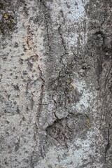 tree bark
