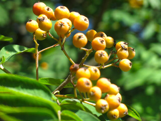 red berries ripen on a rowan tree