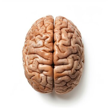 Top view of a real human brain isolated on white background, clearly showing the division between the two cerebral hemispheres