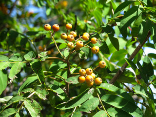 red berries ripen on a rowan tree