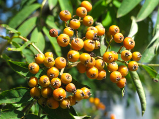 red berries ripen on a rowan tree