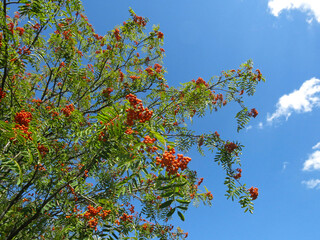 red berries ripen on a rowan tree