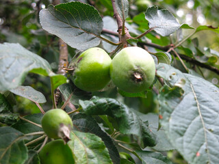 apples ripen on branches in the garden  