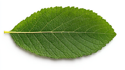 Green Leaf Close Up 