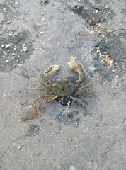 little crab