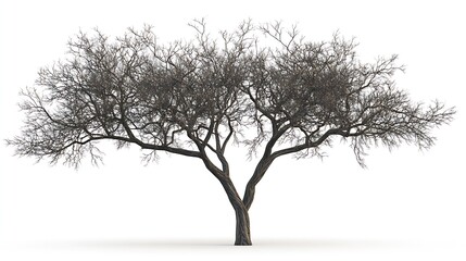 Fototapeta premium Intricate Bare Branches of a Leafless Tree Against a Minimal White Background : Generative AI