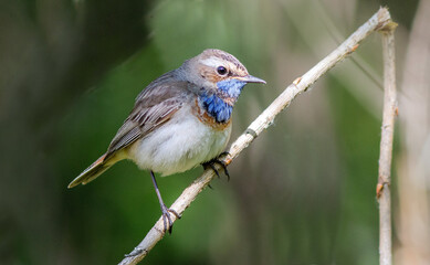 robin on a branch