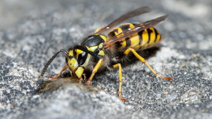 wasp on the wall