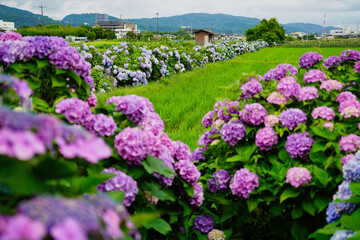 雨上がりに咲くあじさいと緑豊かな田園