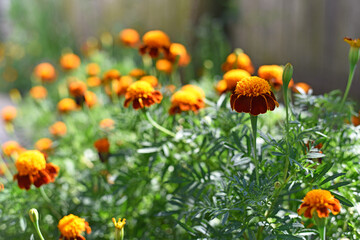 orange beautiful flowers marigolds close-up. Close up of beautiful flower pattern of marigold in the garden. Marigolds erect, Mexican, Aztec or African marigold