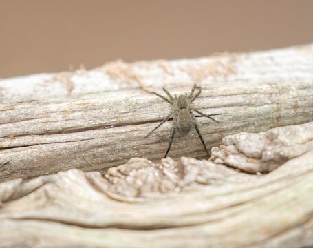 Spider