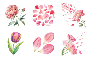Beautiful watercolor illustration of peony and tulip flowers isolated on transparent background, perfect for weddings and decor projects
