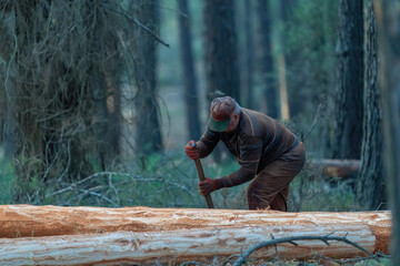 A forestry worker trims a tree in the forest