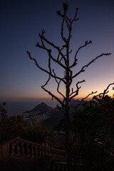 Typical vegetation in Corcovado Park, night view of Rio de Janeiro
