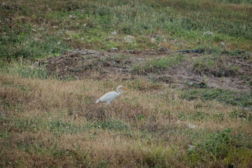 White egret looking for food
