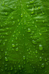 Large beautiful drops of transparent rain water on a green leaf macro.