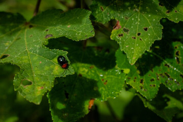 Fototapeta premium ladybug on leaf