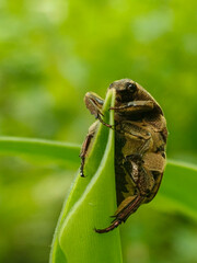Close-up of a brown beetle with intricate patterns on its body, perched on a green leaf