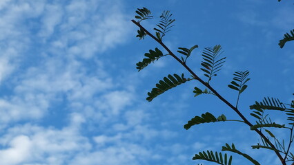 sky and tree