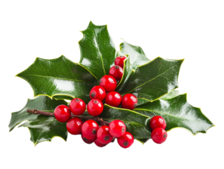 Holly leaves with red berries, isolated on a transparent background, highlighting the intricate details, perfect for Christmas, winter, or festive-themed designs.