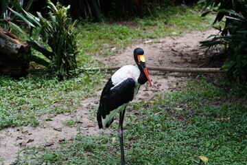 Saddle-billed Stork (Ephippiorhynchus senegalensis) is a striking and elegant wading bird found in...