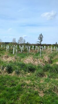 reforestation with tree seedlings with plastic tubes around stem growing in rows	
