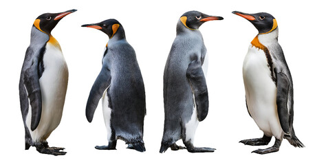 Penguin standing and walking images isolated on transparent background