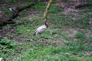The Goliath heron (Ardea goliath) is the world's largest heron species, found primarily in sub-Saharan Africa, as well as parts of South and Southeast Asia. 